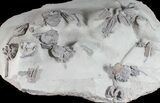 Museum Quality Crinoid Plate ( Species) - Indiana #50960-2